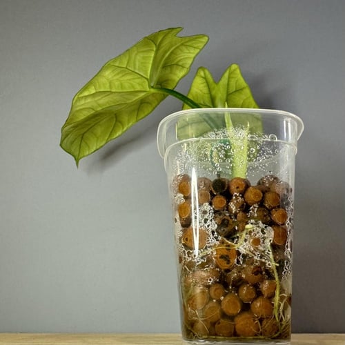 Alocasia Sinuata - ألوكاسيا سنواتا