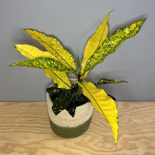 Codiaeum Golden Sun