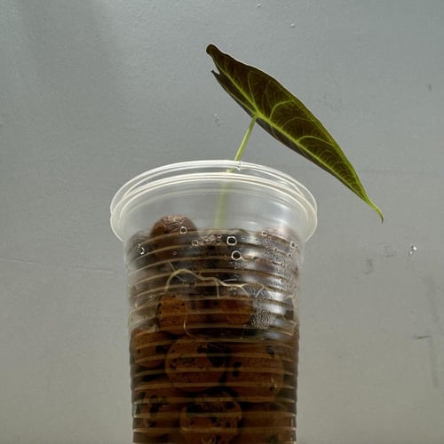 Alocasia Longiloba Purple - ألوكاسيا لونقيلوبا ارج...