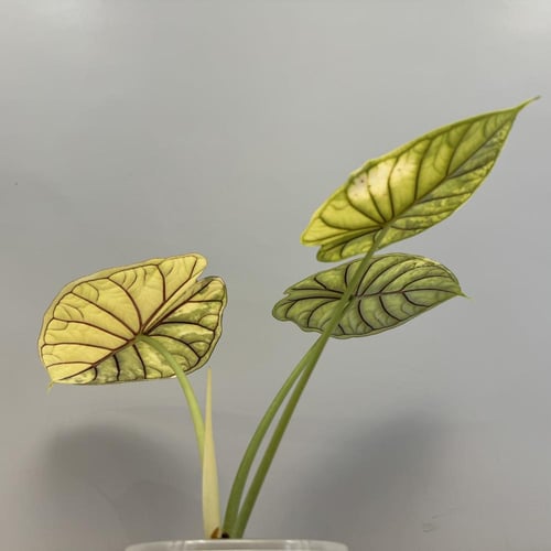 Alocasia Dragon Scale Variegated