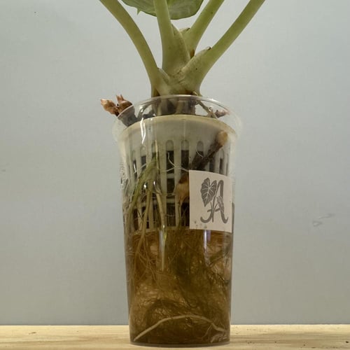 Alocasia Ninja - ألوكاسيا نينجا