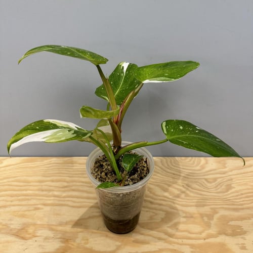 Philodendron White Princess