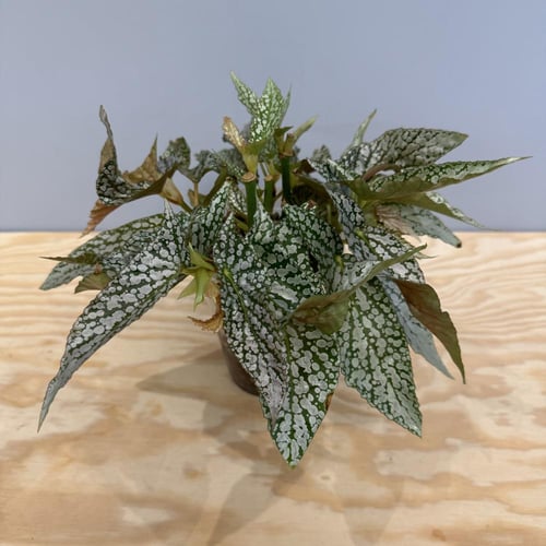 Begonia Maculata Double Dot Cutting
