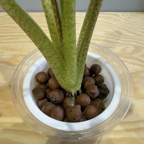 Alocasia Lauterbachiana Aurea