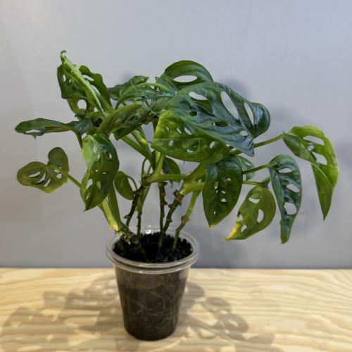 Monstera Adonsanii - مونستيرا أدونساني