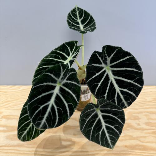 Alocasia Ninja - ألوكاسيا نينجا
