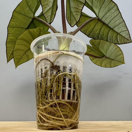 Alocasia Platinum - ألوكاسيا بلاتينيوم