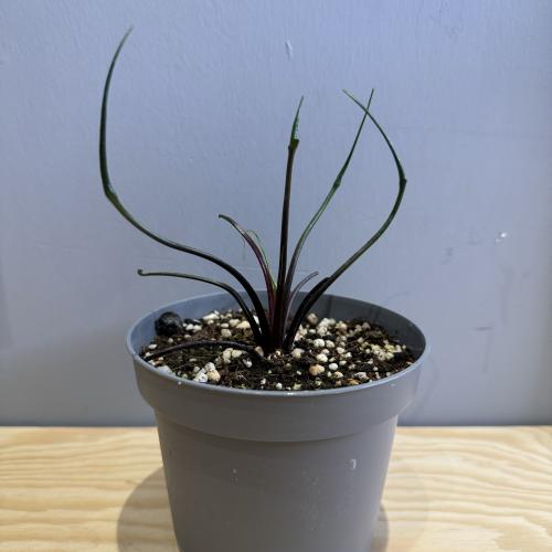 Alocasia Flying Squid - ألوكاسيا الحبار الطائر