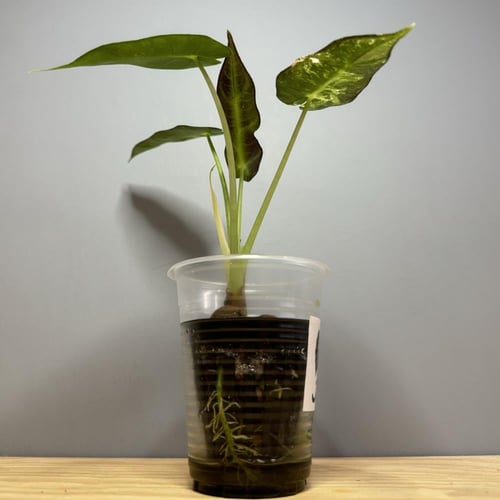 Alocasia Bambino white variegation - ألوكاسيا بامب...