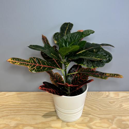 Codiaeum Oakleaf - كوديوم أوك ليف