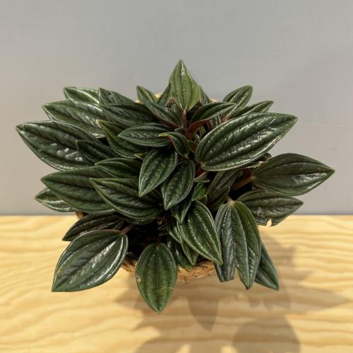 Peperomia Rosso