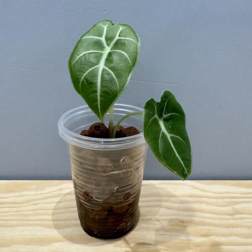 Alocasia Watsoniana - ألوكاسيا واتسونيانا