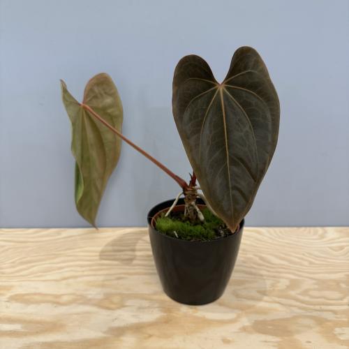 Anthurium Ace of Spades X Dressleri