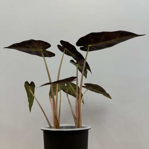 Alocasia Bambino - ألوكاسيا بامبينو