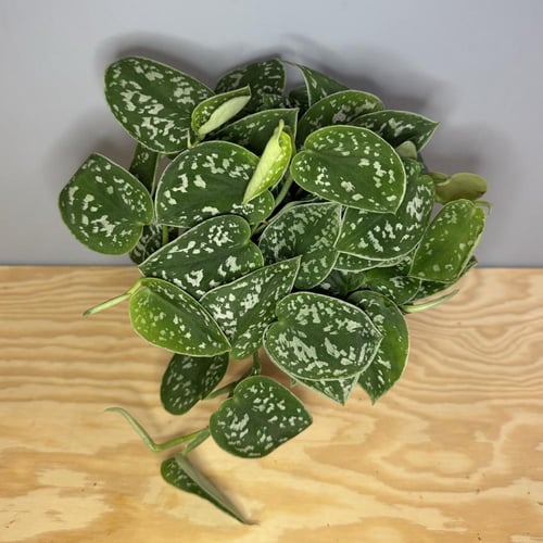 Pothos Pictus Argyraeus