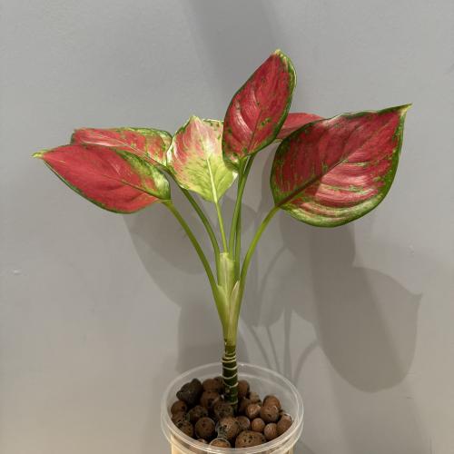 Aglaonema Red Valentine