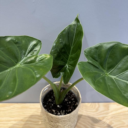 Alocasia Wentii - ألوكاسيا وينتياي