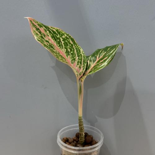 Aglaonema Butterfly
