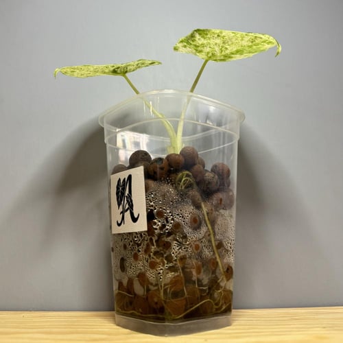 Alocasia Odora Batik - ألوكاسيا أودورا باتيك