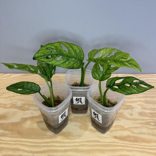 Monstera Adonsanii Mint