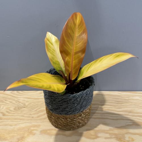 Philodendron Prince of Orange