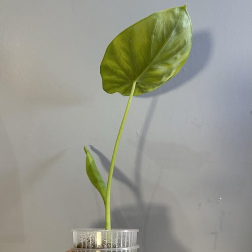 Alocasia Green Shield - ألوكاسيا قرين شيلد