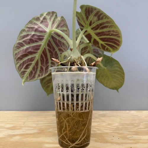 Alocasia Ninja - ألوكاسيا نينجا