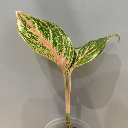 Aglaonema Butterfly