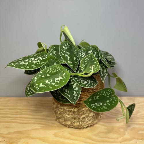 Pothos Pictus Argyraeus