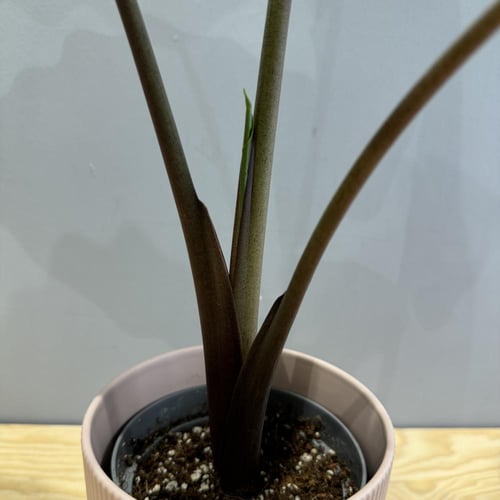 Alocasia Dark Star - ألوكاسيا دارك ستار