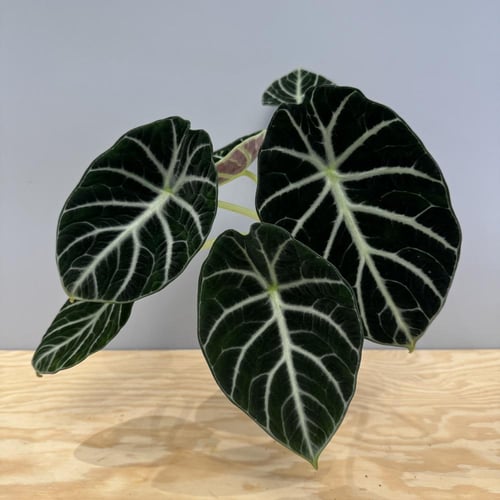 Alocasia Ninja - ألوكاسيا نينجا