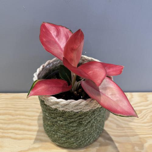 Aglaonema Red Catrina - أقليونيما رِد كاترينا