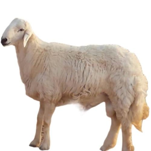 خروف حري