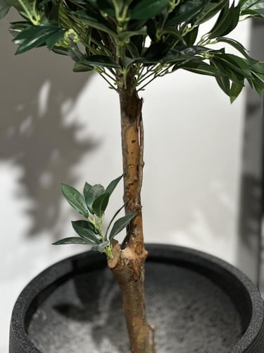 شجرة الغار بجذع طبيعي وغصن صناعي ارتفاع 130 سم