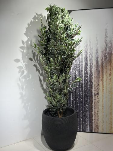 شجر الفيكس بجذع طبعي وأغصان صناعية ارتفاع 190 سم