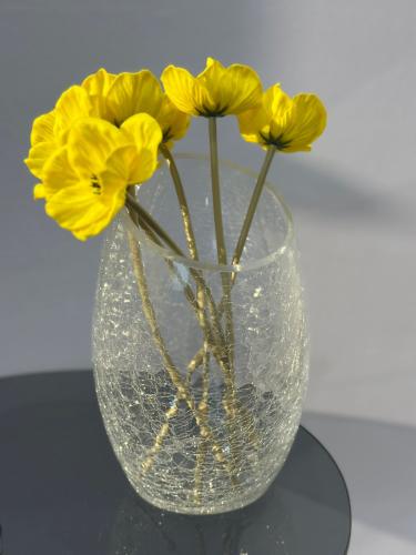 فازه زجاج cm27