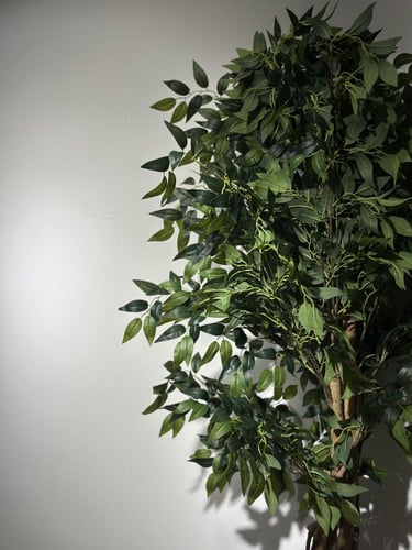 شجرة الفيكس بجذع طبيعي وغصون صناعية ارتفاع 210 سم