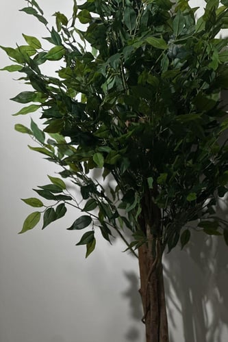 شجرة الفيكس بجذع طبيعي وغصون صناعية ارتفاع 150 سم