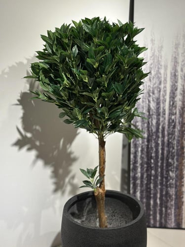 شجرة الغار بجذع طبيعي وغصن صناعي ارتفاع 130 سم