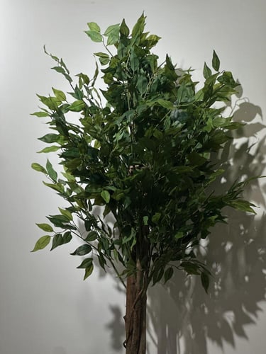 شجرة الفيكس بجذع طبيعي وغصون صناعية ارتفاع 150 سم