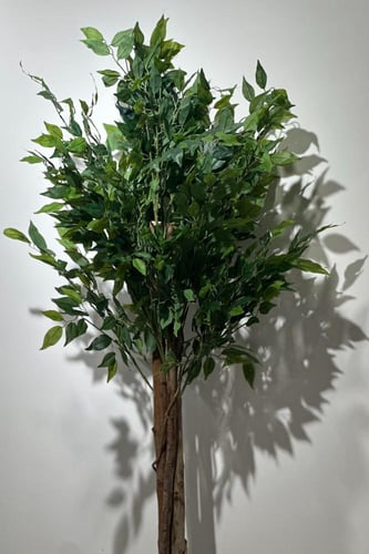 شجرة الفيكس بجذع طبيعي وغصون صناعية ارتفاع 150 سم