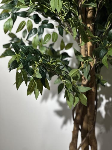 شجرة الفيكس بجذع طبيعي وغصون صناعية ارتفاع 210 سم