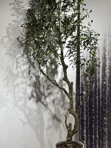 شجرة الزيتون الصناعية ارتفاع 220 سم