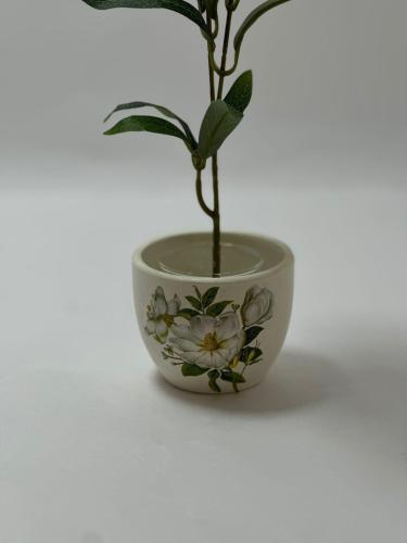 فازه نبات جبس 7*8