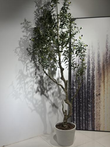 شجرة الزيتون الصناعية ارتفاع 220 سم