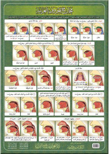 لوحه مخارج الحروف العربيه 21 × 30