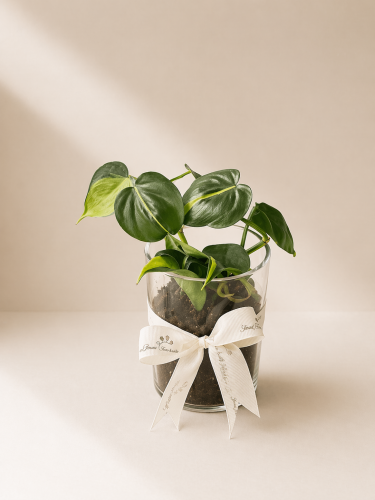 نبات البوتس بفازة