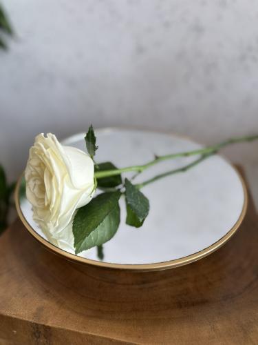 توزيعة ورد / الحبه