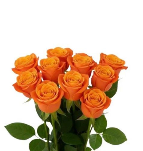 حزمة جوري برتقالي