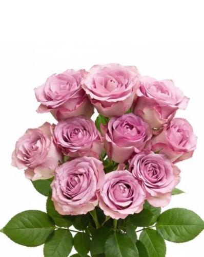 حزمة جوري موف